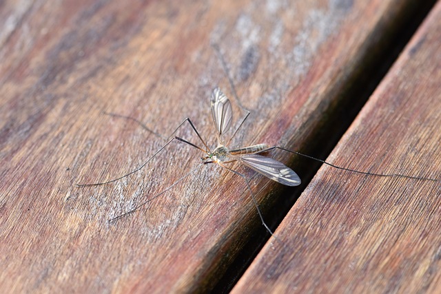 Jak chronić się przed komarami w nocy: Rady i triki na spokojny sen bez ukąszeń