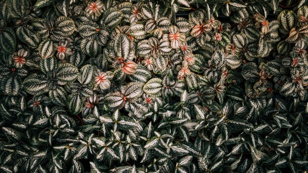 Jak wprowadzić motywy roślinne do wnętrza za pomocą szablonów malarskich?